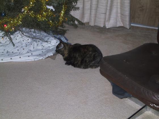 Trouble checking out the tree at DHF