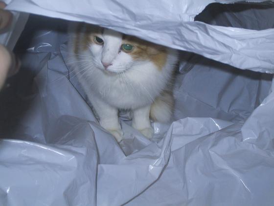 Hillary in a bag