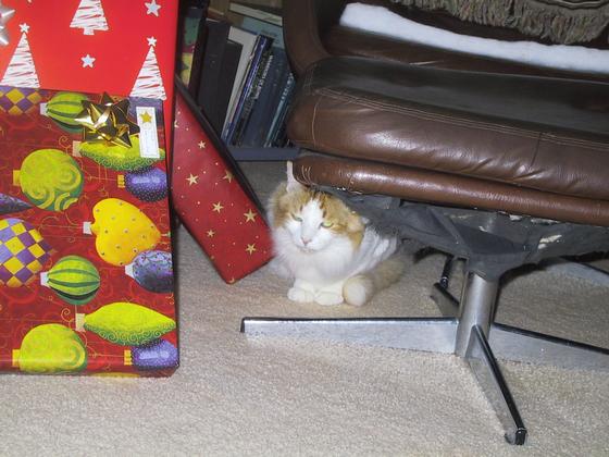 Hillary stalking the tree