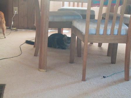 The only shot we were able to get of B.T.