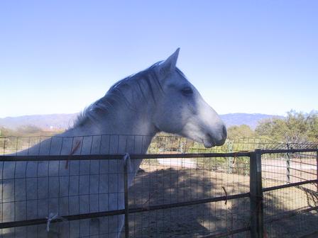 Khepera strikes a pose