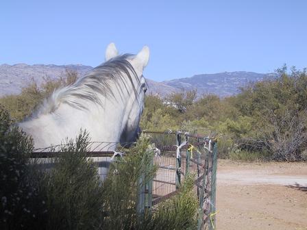 Khepera admiring the view