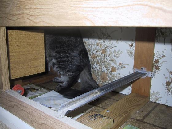 B.T. hiding behind the drawers