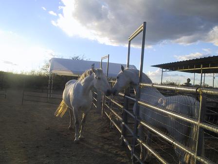 Gabriella and Pooka, sitting in a tree...
