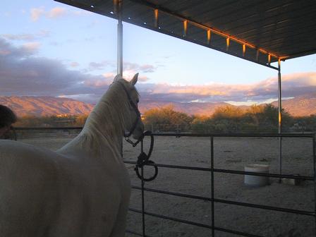 Pooka admiring the sunset