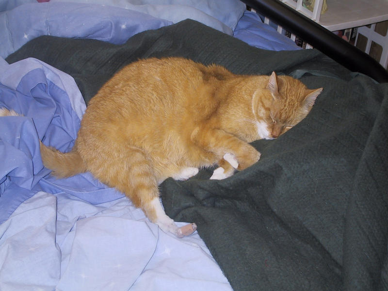 the Taminy Nap Chronicles, day 2