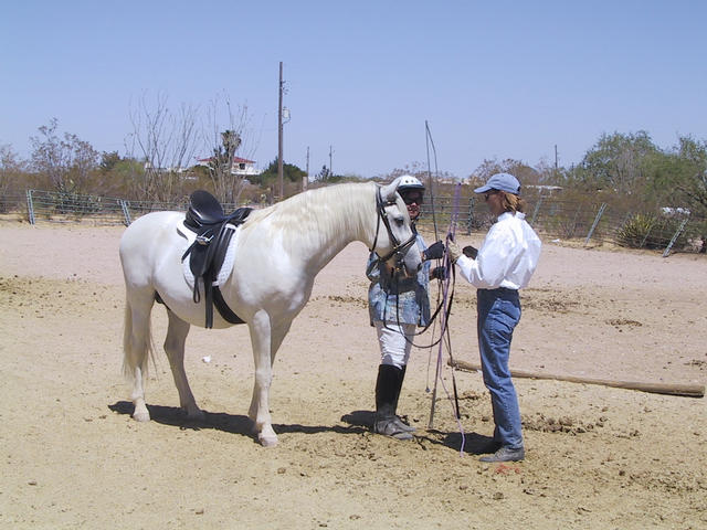 Pooka getting ready for his lesson