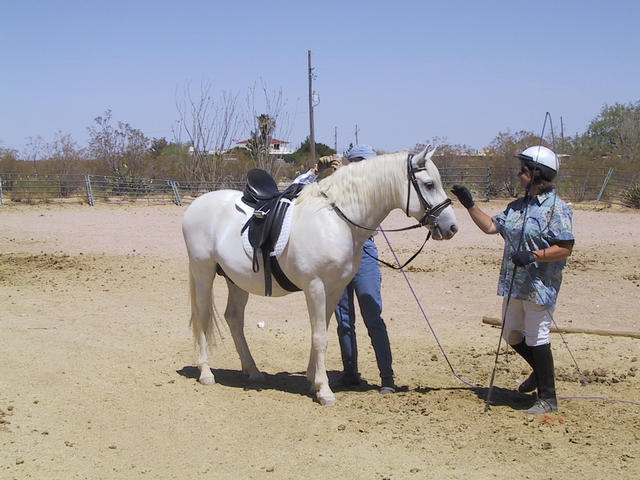 Pooka getting ready for his lesson