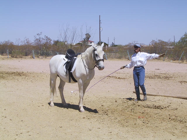Pooka getting ready for his lesson