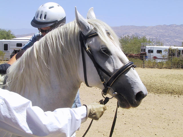 Pooka, looking gorgeous