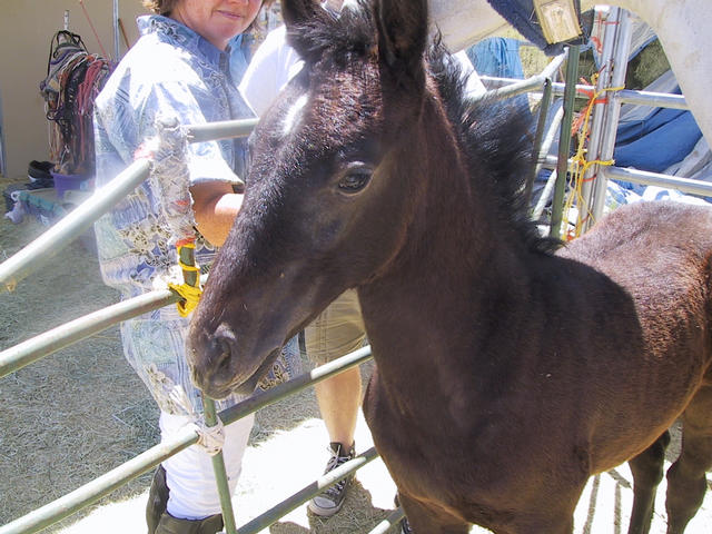 Gloriosa II, a.k.a. Ephiny, Amazon Regent of Dancing Horse Farm