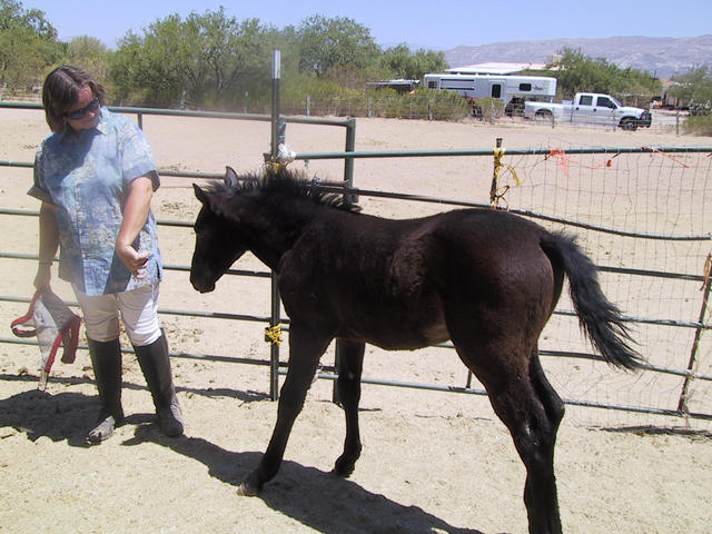 Ephiny goes wherever the skritchies are