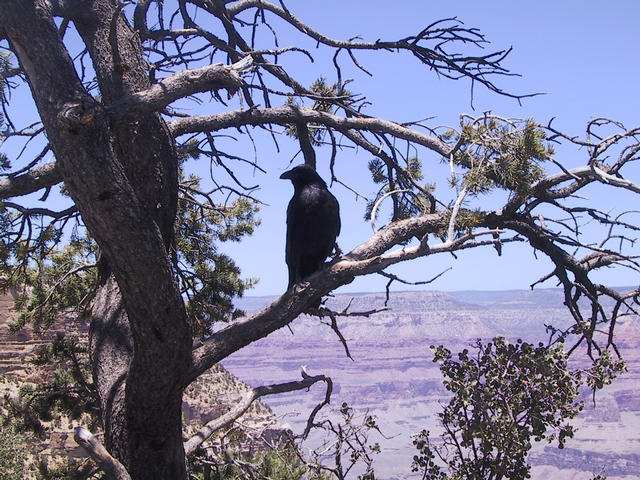 Raven in tree