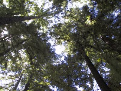 Looking up in the Fire Grove
