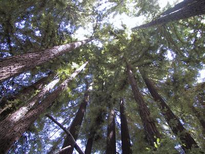 Looking up in the Fairy Grove