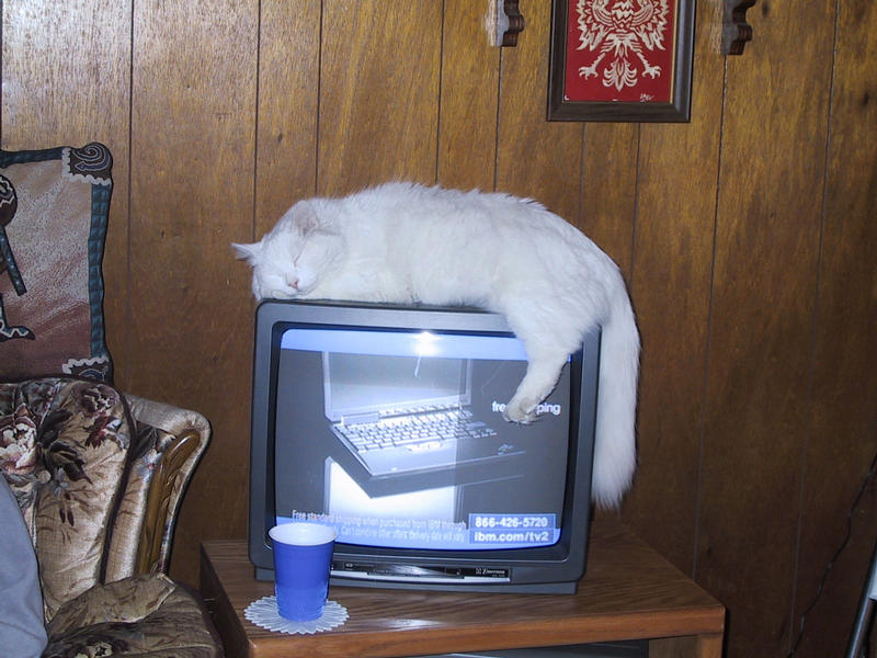 Spirit the sleeping deaf cat